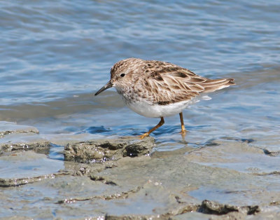 Least Sandpiper