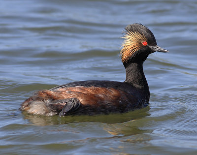 Eared Grebe