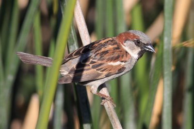 House Sparrow