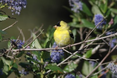 American Goldfinch