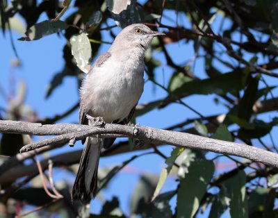 Northern Mockingbird