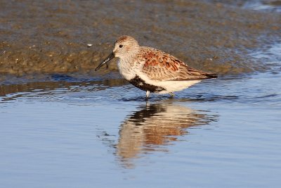 Dunlin