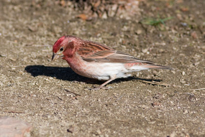 Cassin's Finch