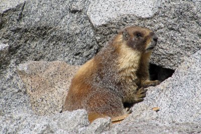 Yellow-bellied Marmot