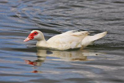 Muscovy Duck
