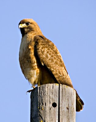IMG_2128c.jpg