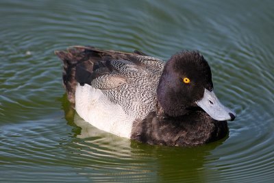 Lesser Scaup