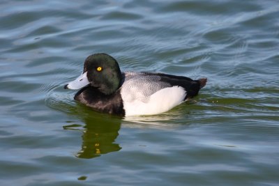 Greater Scaup