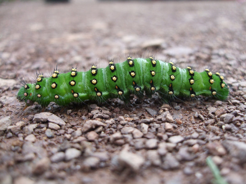 Emperor moth caterpillar