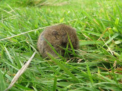 Field Vole