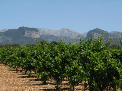 Vines near Palma (Binissalem)