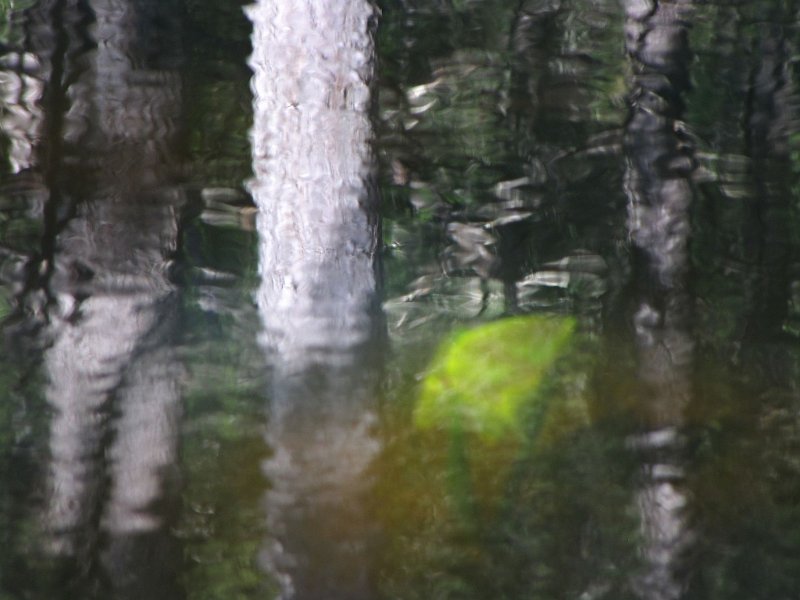 Lily under the water.