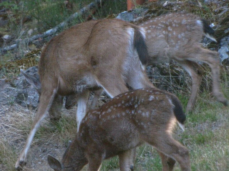 Doe and two fawns.