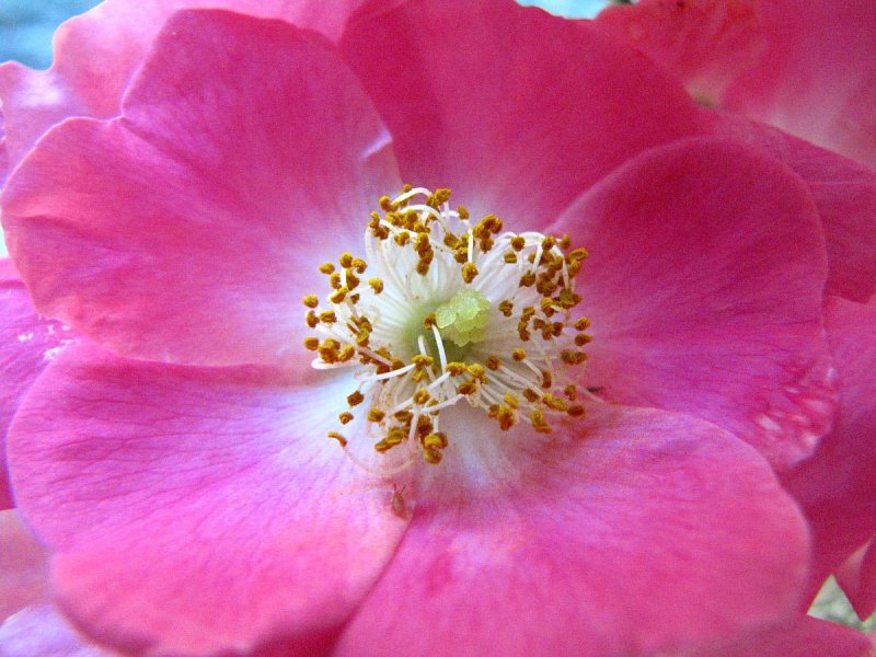 FERNIE FARM'S ROSE.