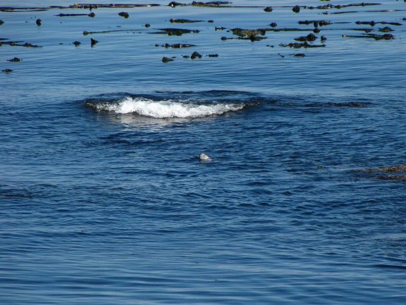 Sea lion fishing.