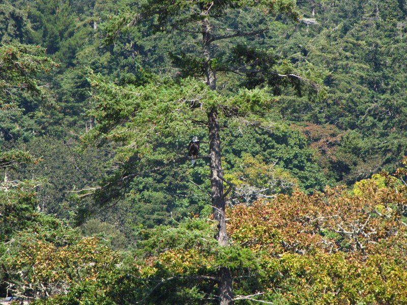 Look closely.   There is a bald eagle in a tree.