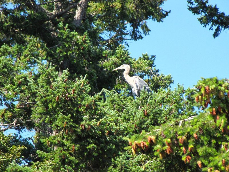 Grey heron in a tree.