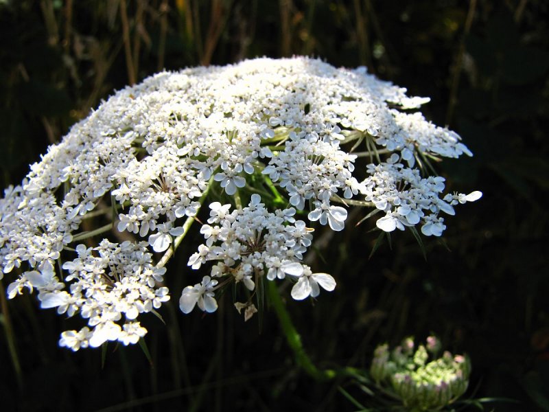 Queen Ann's Lace.