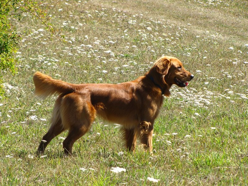 Blue in the field.