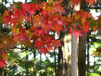 Pretty maple