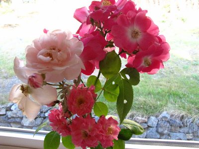 WINDOW SILL ROSES.