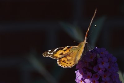 vlinderplant