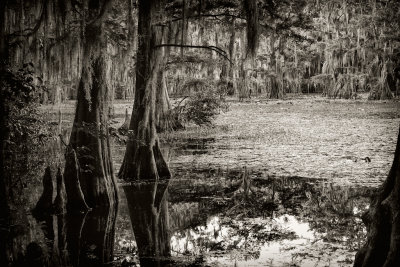  Caddo Lake, Spring 2012 to present