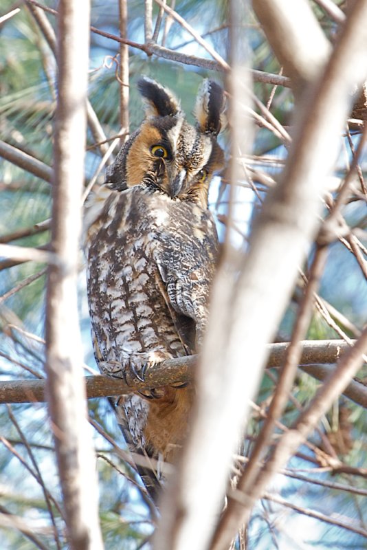 Long Eared Owl - 2009