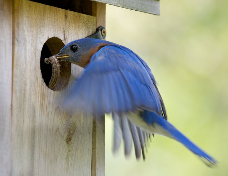 Eastern Bluebird feeding babies with a caterpillar.