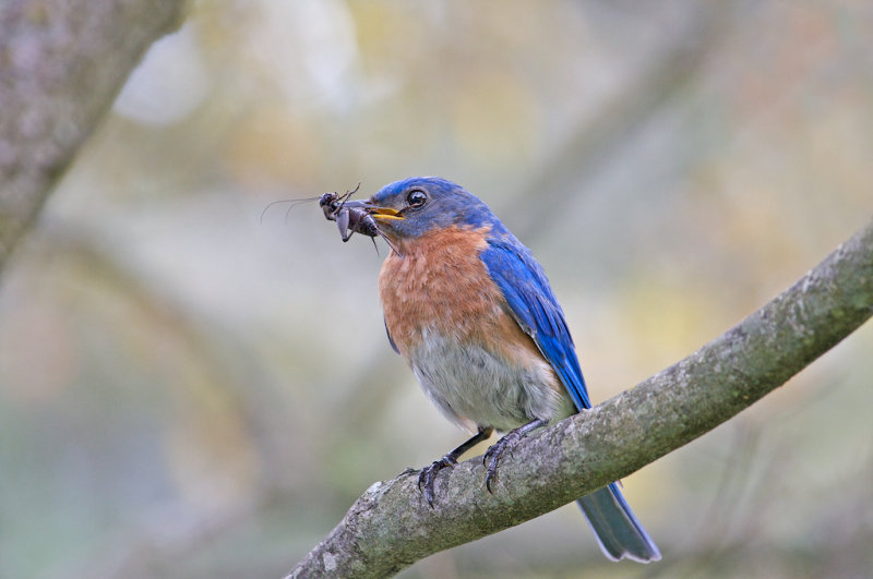 Bluebird with Cricket