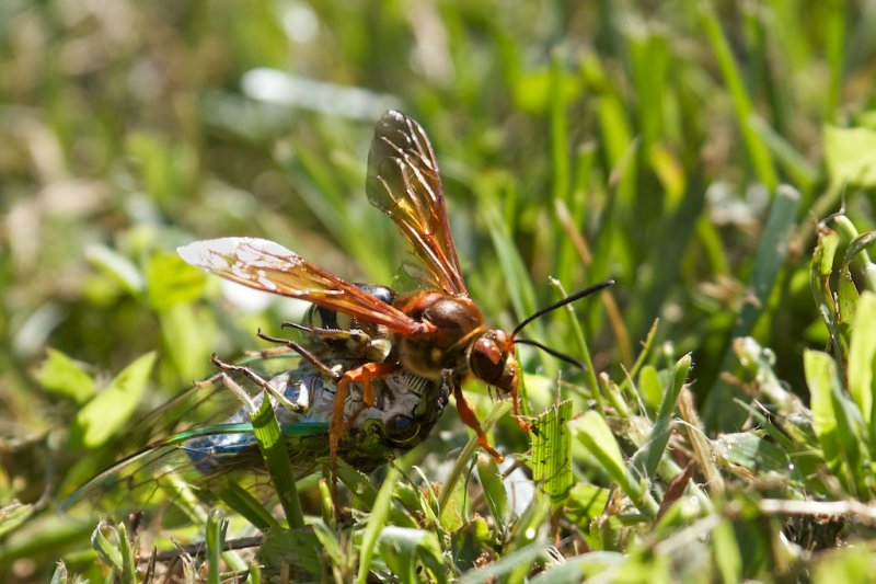 Cicada Killer Wasp with Prey