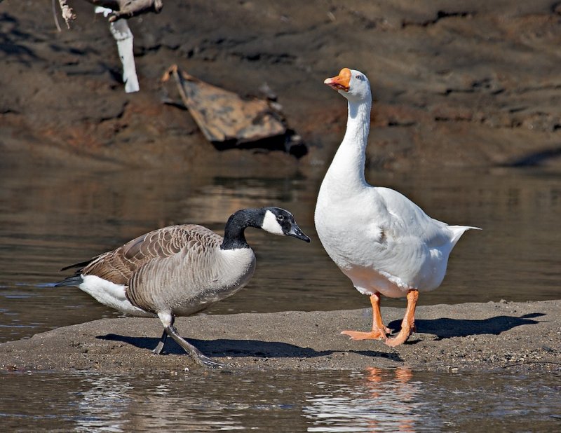 Canada Goose and Domestic Goose
