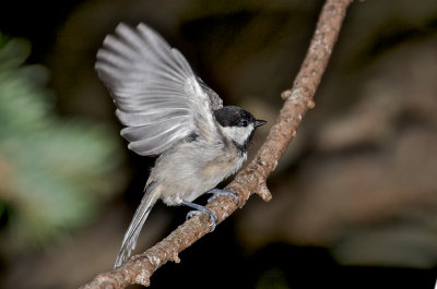 Carolina Chickadee