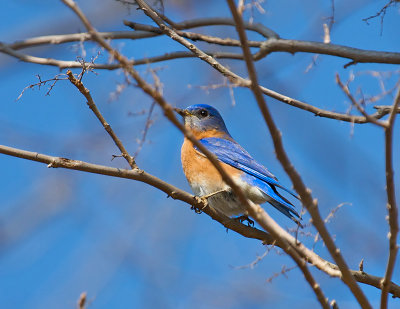 Eastern Bluebird