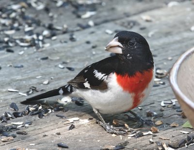 Rose Breasted Grosbeak