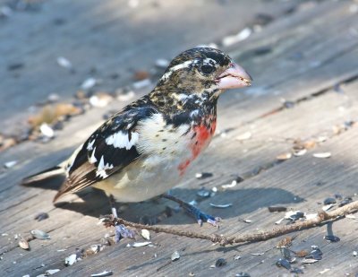 Rose Breasted Grosbeak - immature male