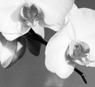 orchids