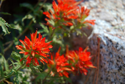 Wildflowers