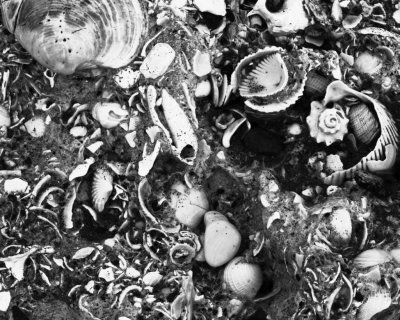 Shells