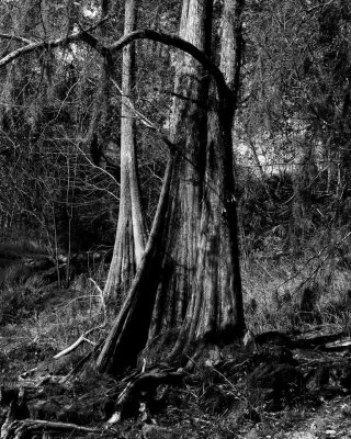 Cypress
