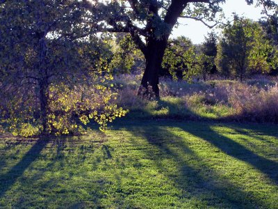 evening shadows