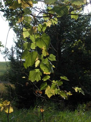 wild grape leaves ready to turn color