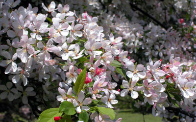 Crabapple Blossoms - Arboretum