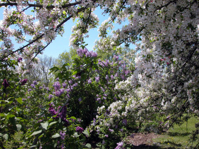 Crabapple and Lilacs - Arboretum