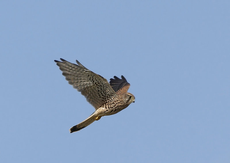 Torenvalk - Common Kestrel