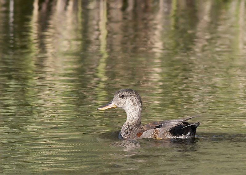 Krakeend - Gadwall