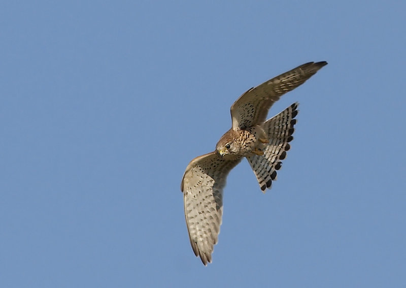 Torenvalk - Common Kestrel
