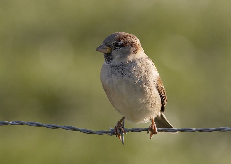 Huismus - House Sparrow