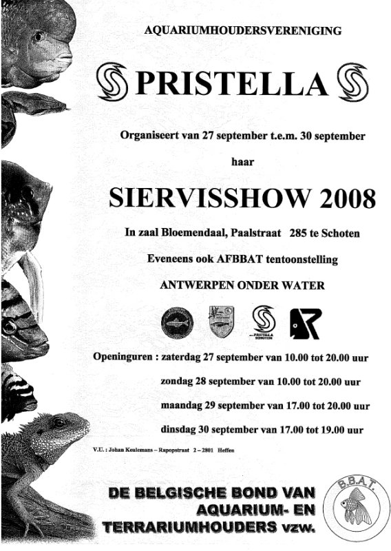 pristella.jpg