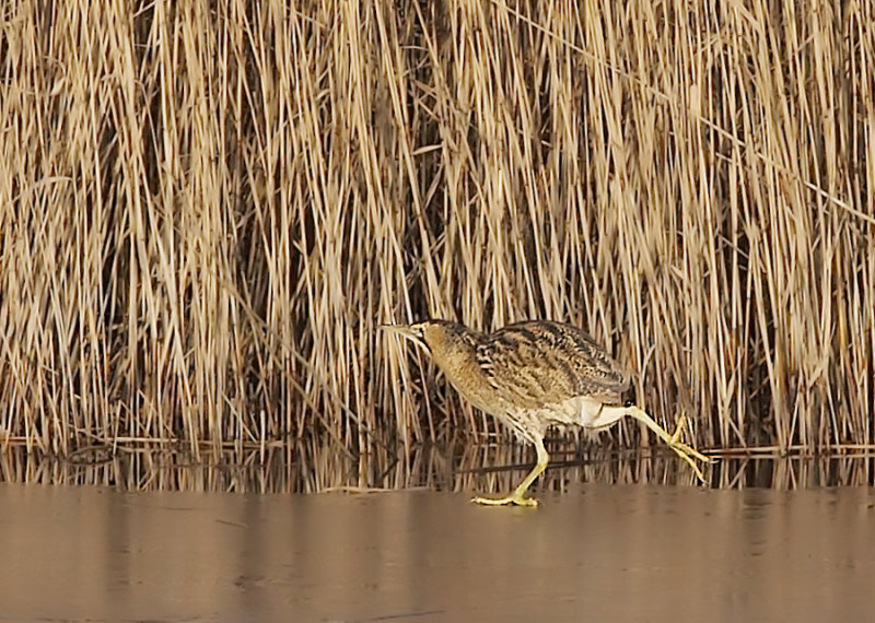 Roerdomp - Great Bittern